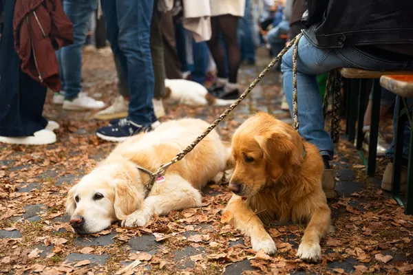 Zwei Golden Retriever liegen im Herbstlaub